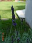 thumbs/dsc00028.jpg