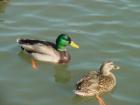 thumbs/dsc00093.jpg