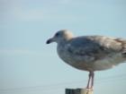 thumbs/dsc00094.jpg