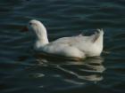 thumbs/dsc00095.jpg
