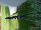 thumbs/dsc00028.jpg