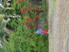 thumbs/dsc00050.jpg