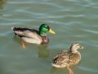thumbs/dsc00093.jpg