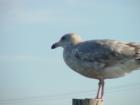 thumbs/dsc00094.jpg
