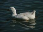 thumbs/dsc00095.jpg