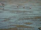 thumbs/dsc00089.jpg