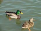 thumbs/dsc00093.jpg