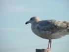 thumbs/dsc00094.jpg