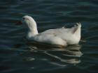 thumbs/dsc00095.jpg
