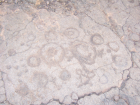 thumbs/100_0336.png